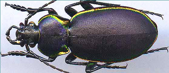 http://www.gorodinski.ru/carabus/Callistocarabus marginalis.jpg